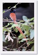 14SerengetiDayGameDrive - 146 * African Paradise-flycatcher.